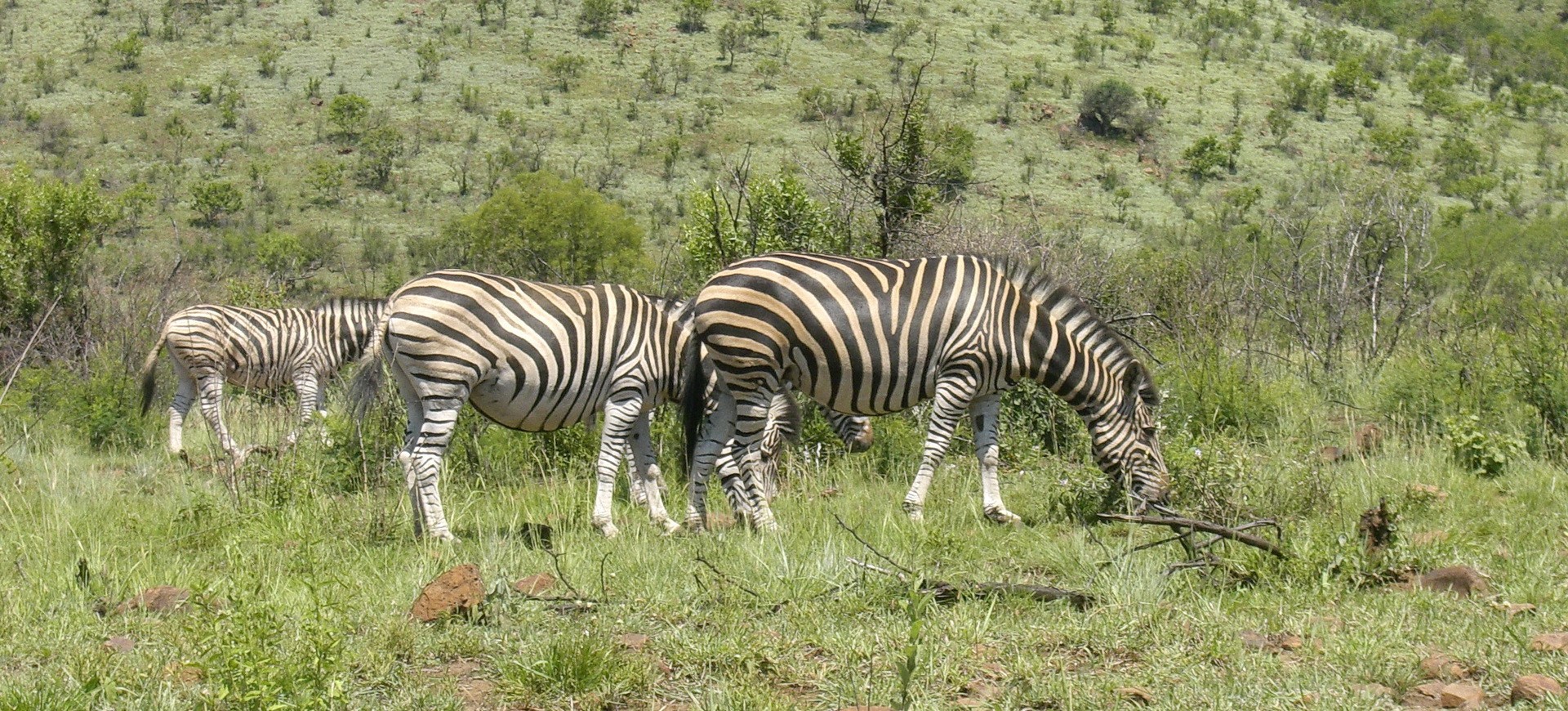 Afrique du Sud Kruger Parc Zèbres