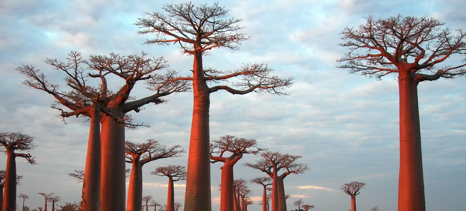 Madagascar Ifaty allée des Baobab