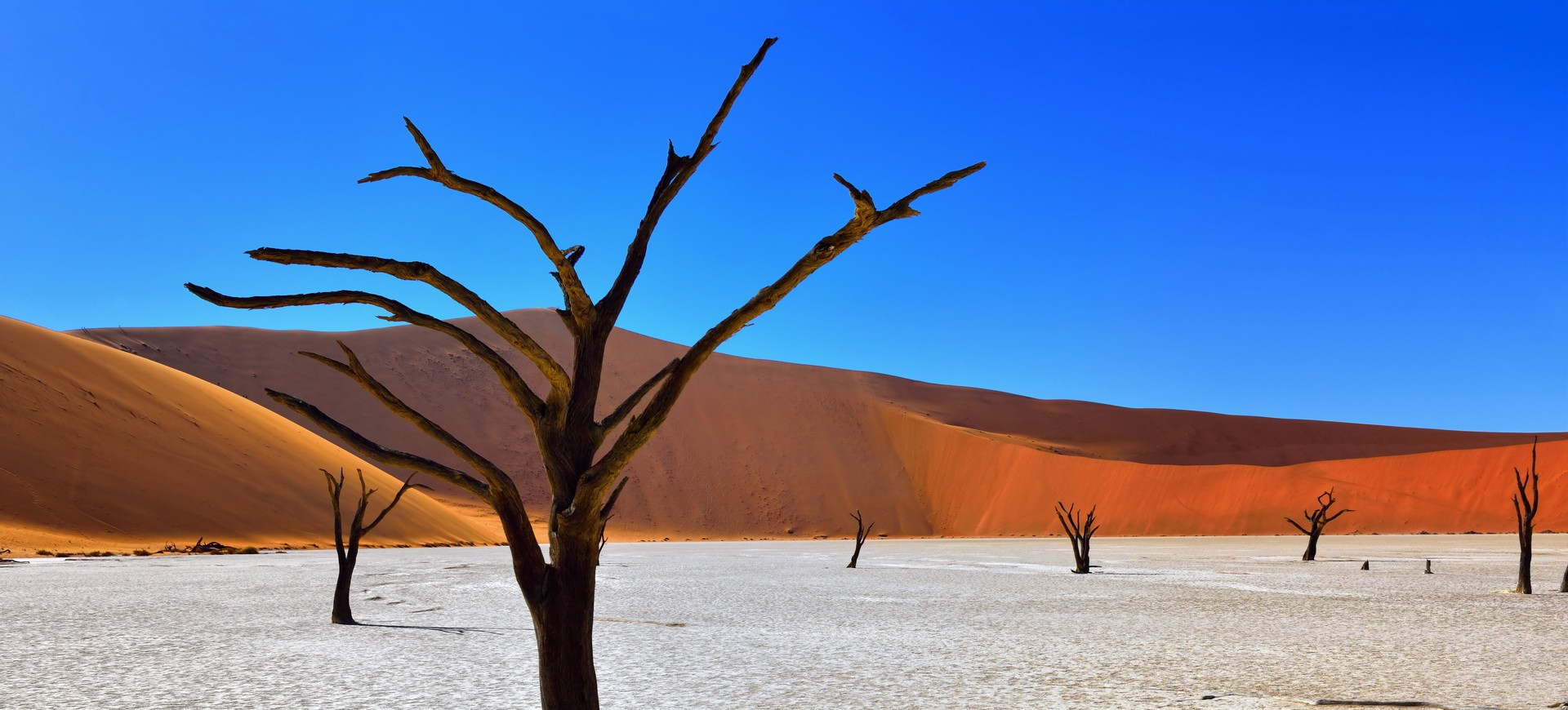 Namibie Désert du Namib Deadvlei