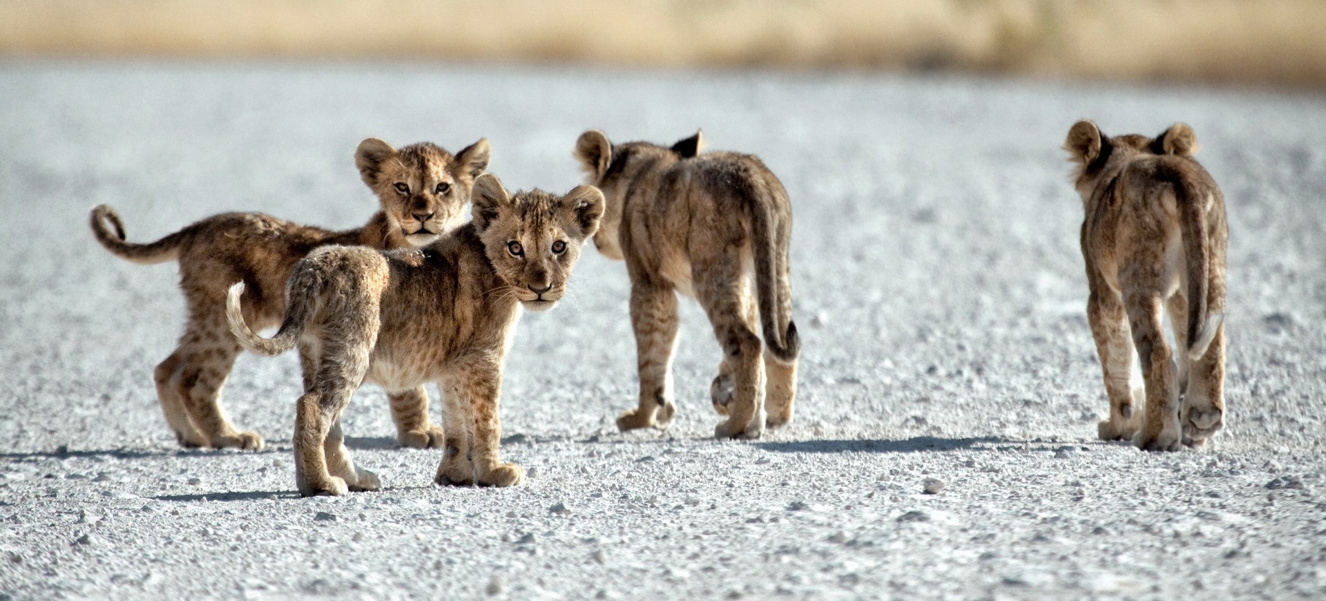 Namibie Parc national d'Etosha Lionceaux