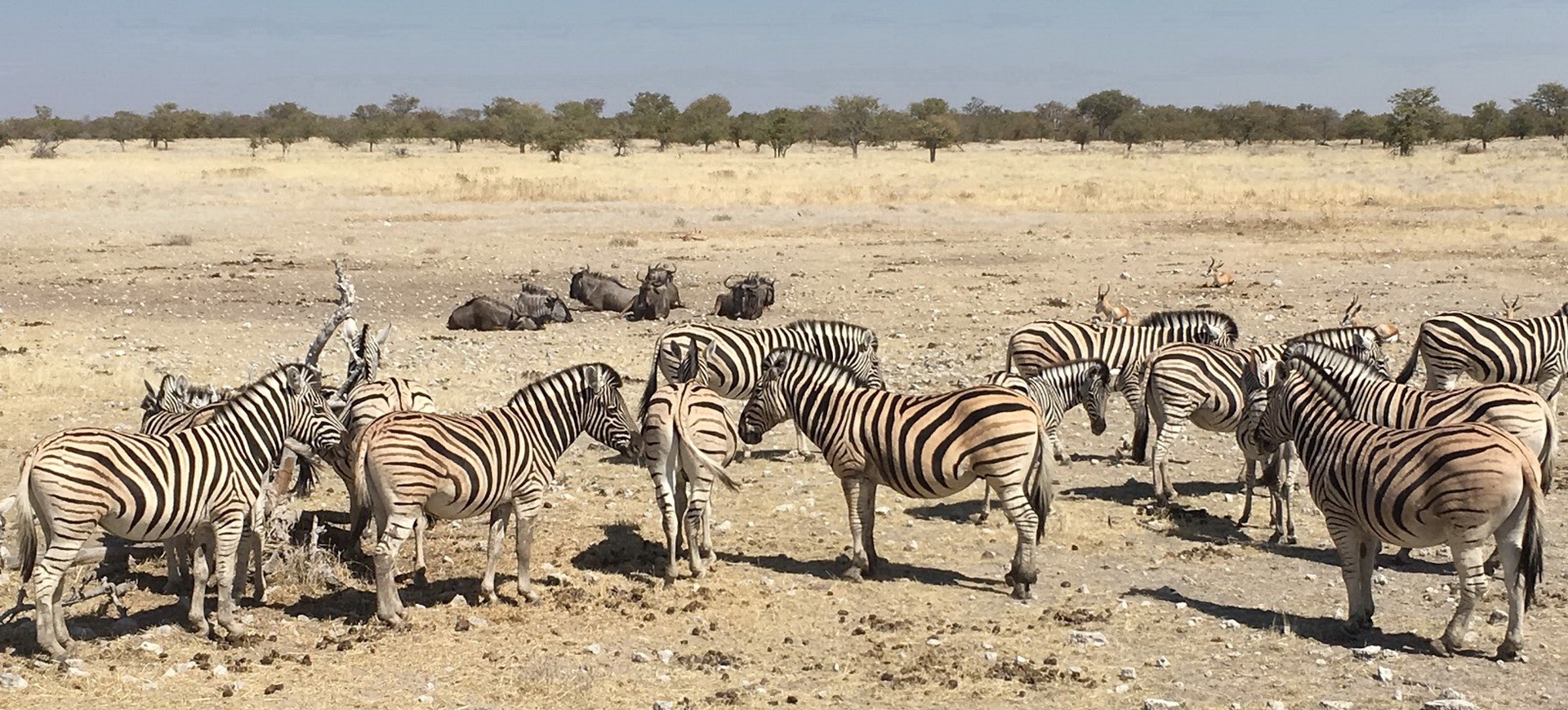 Namibie Parc national d'Etosha Troupeau de zèbres