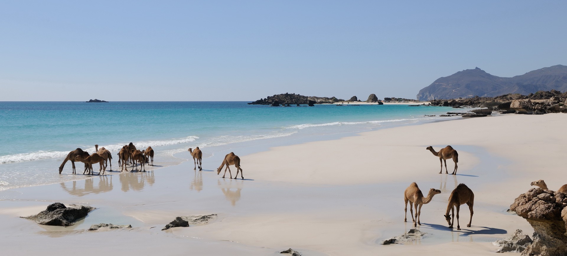 Oman Chameaux sur une plage du Dhofar