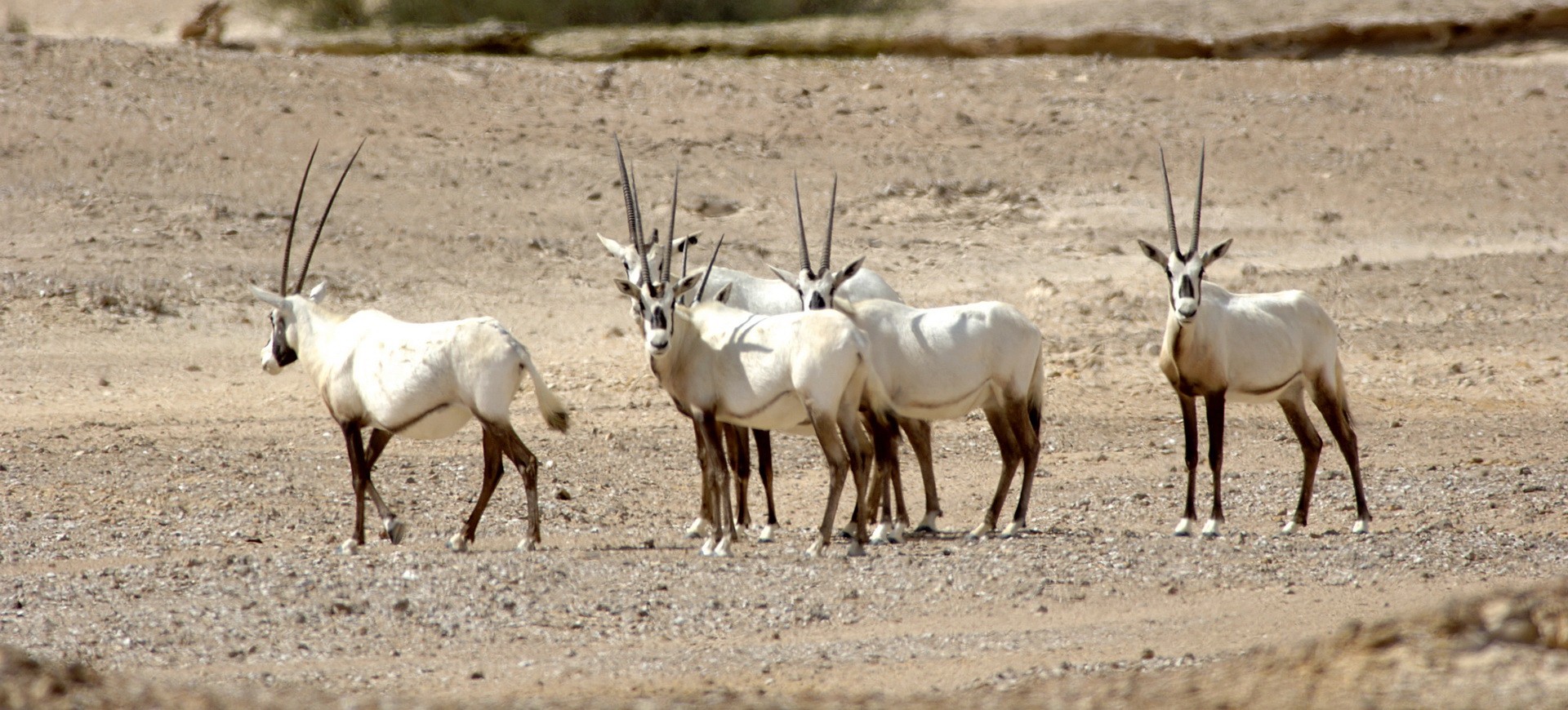 Oman Désert Résèrve d'Oryx