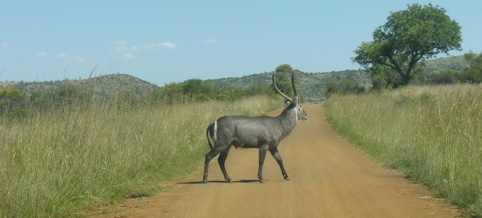 Safari dans le Kruger Parc