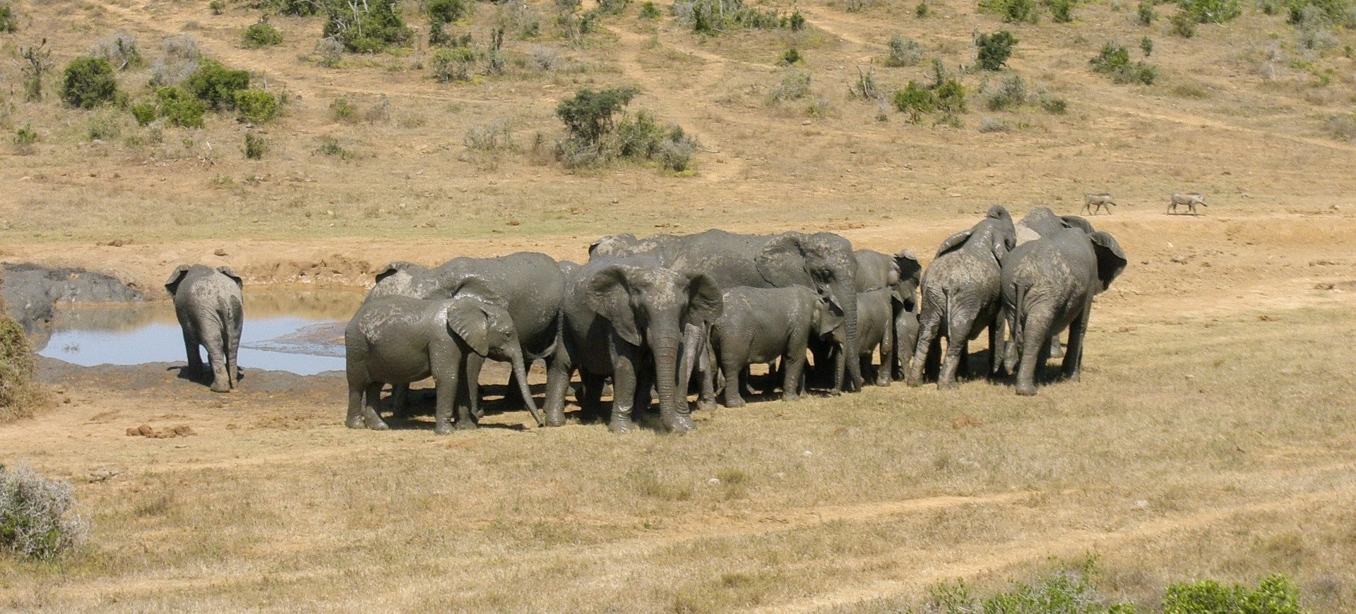 Afrique du Sud Réserve privée Mabula troupeau d'éléphants