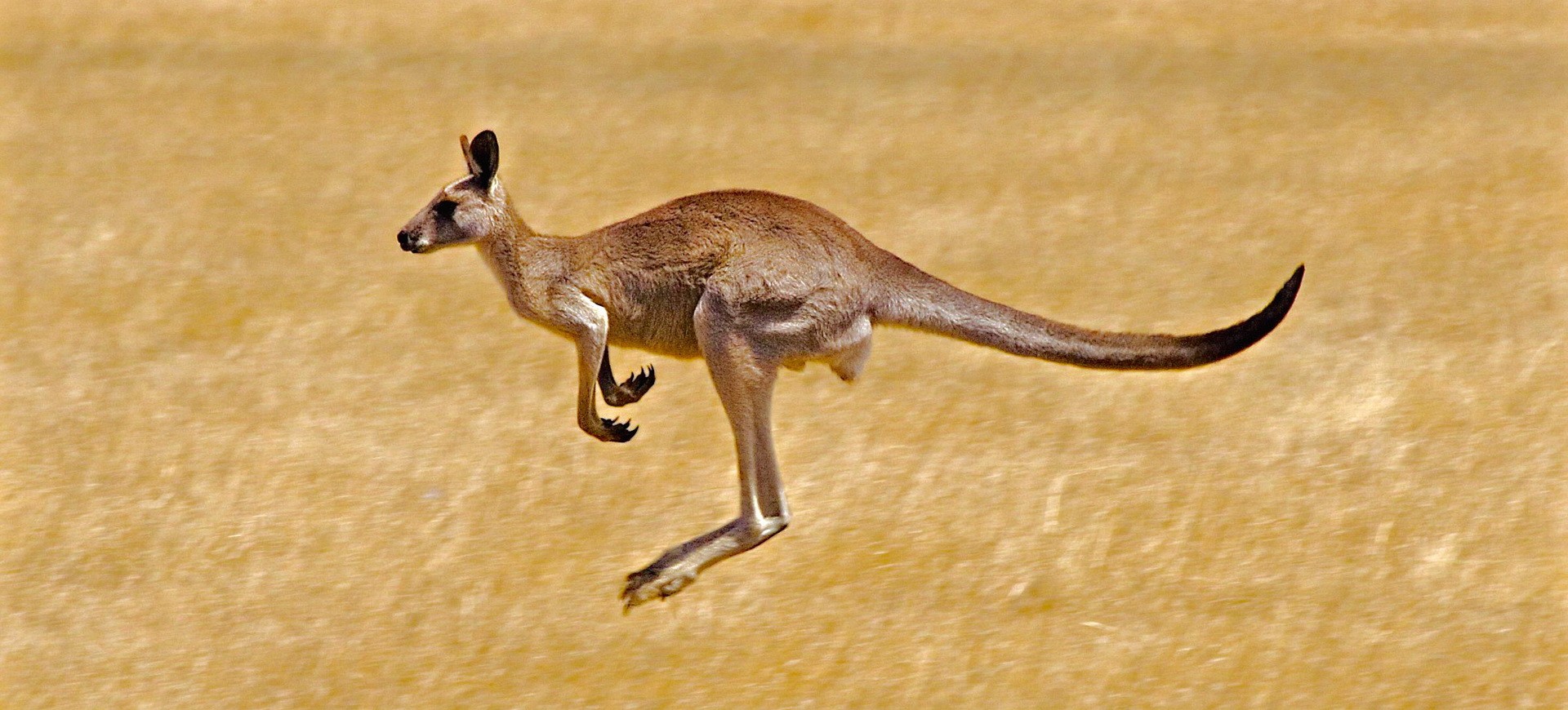 Australie Kanagroo