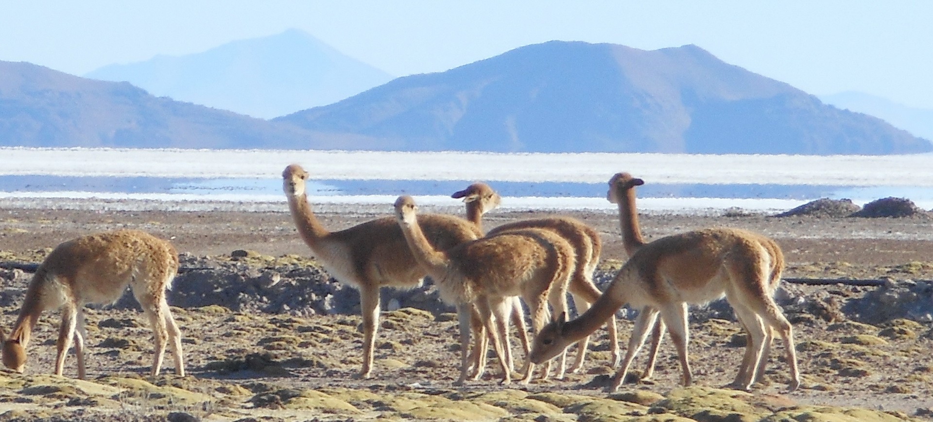 Bolivie Uyuni Lamas