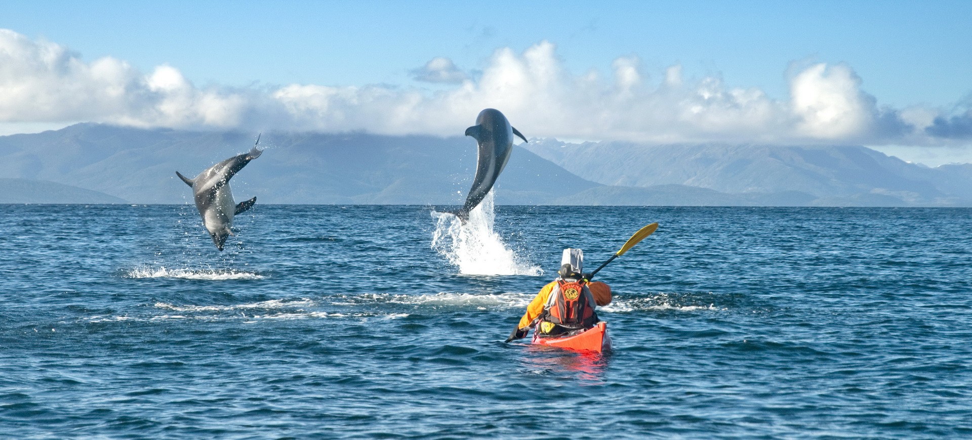 Chili Patagonie Baleine