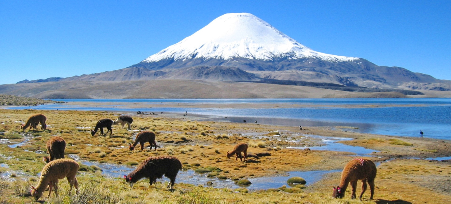 Chili San Pedro de Atacama Volcan Villarrica et Lamas