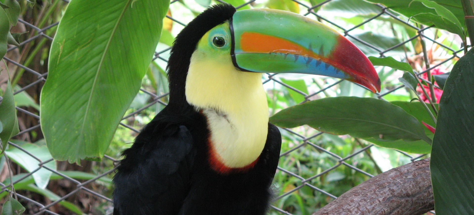 Toucan au Costa Rica