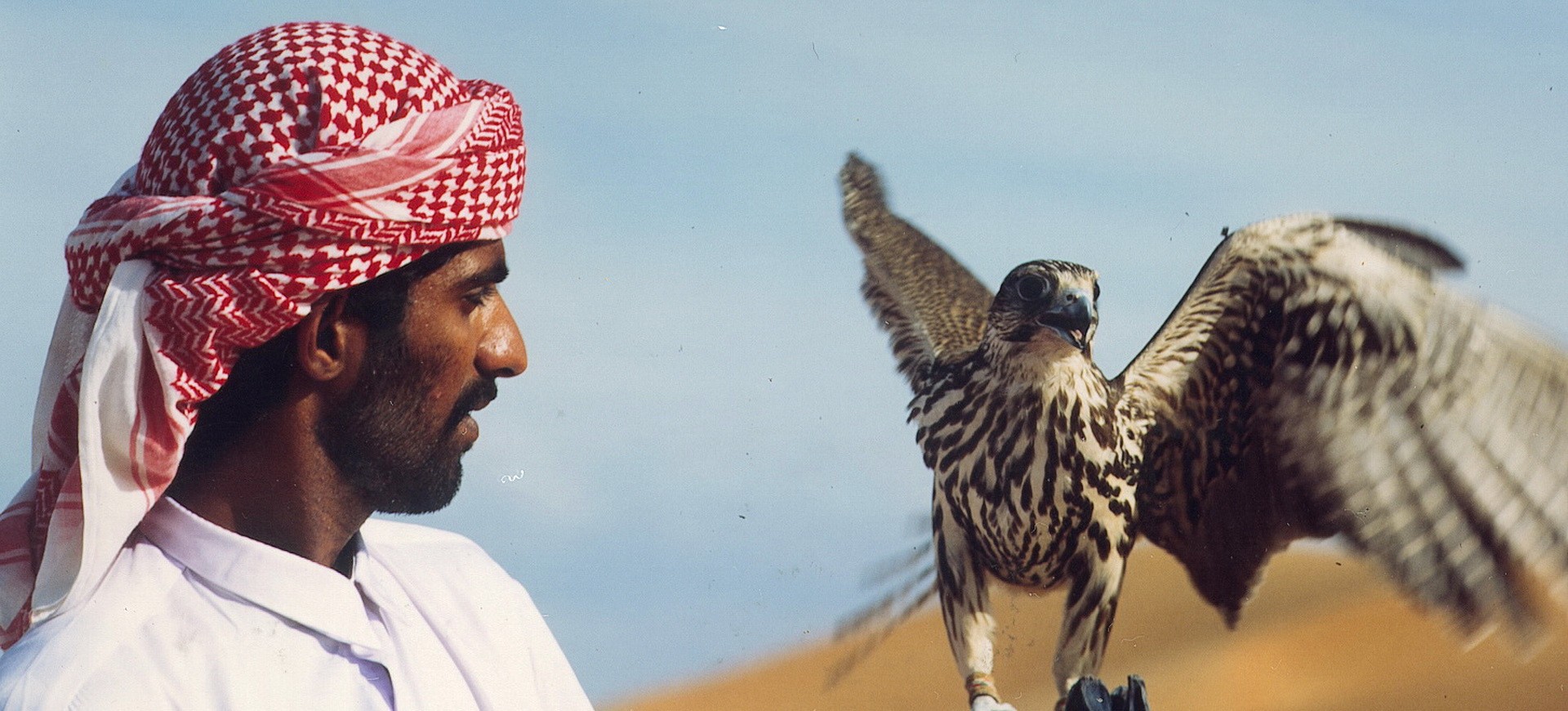Aigle dans le désert aux Emirats Arabes Unis