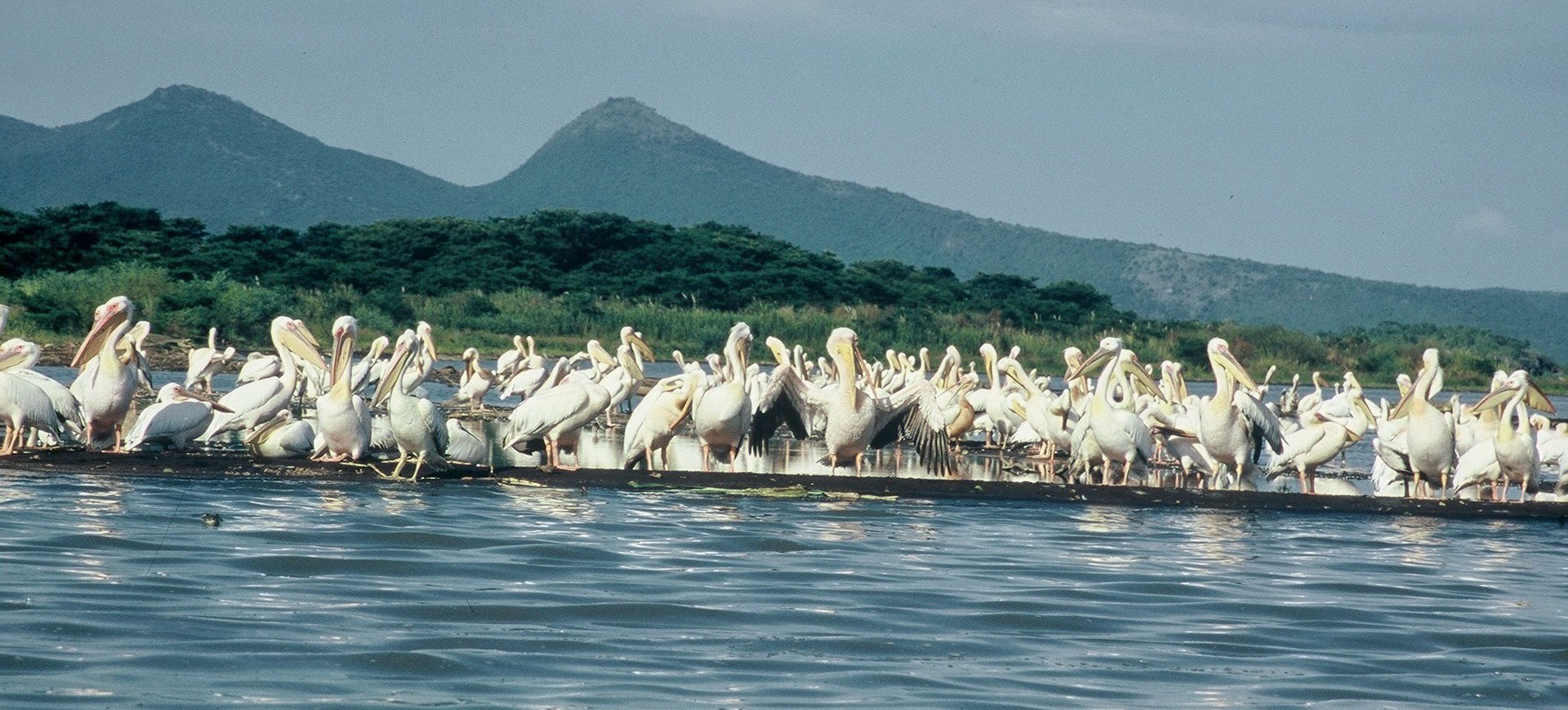 Lac de Langano et Pélicans en Ethiopie