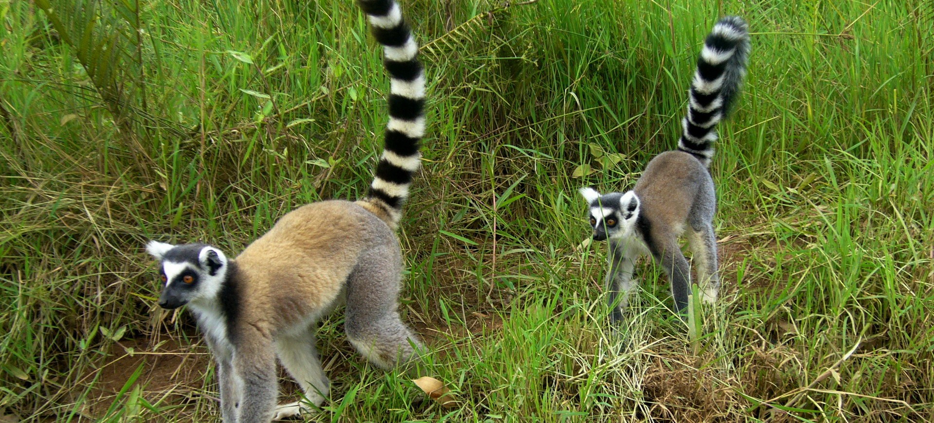 Lémuriens dans une forêt à Madagascar