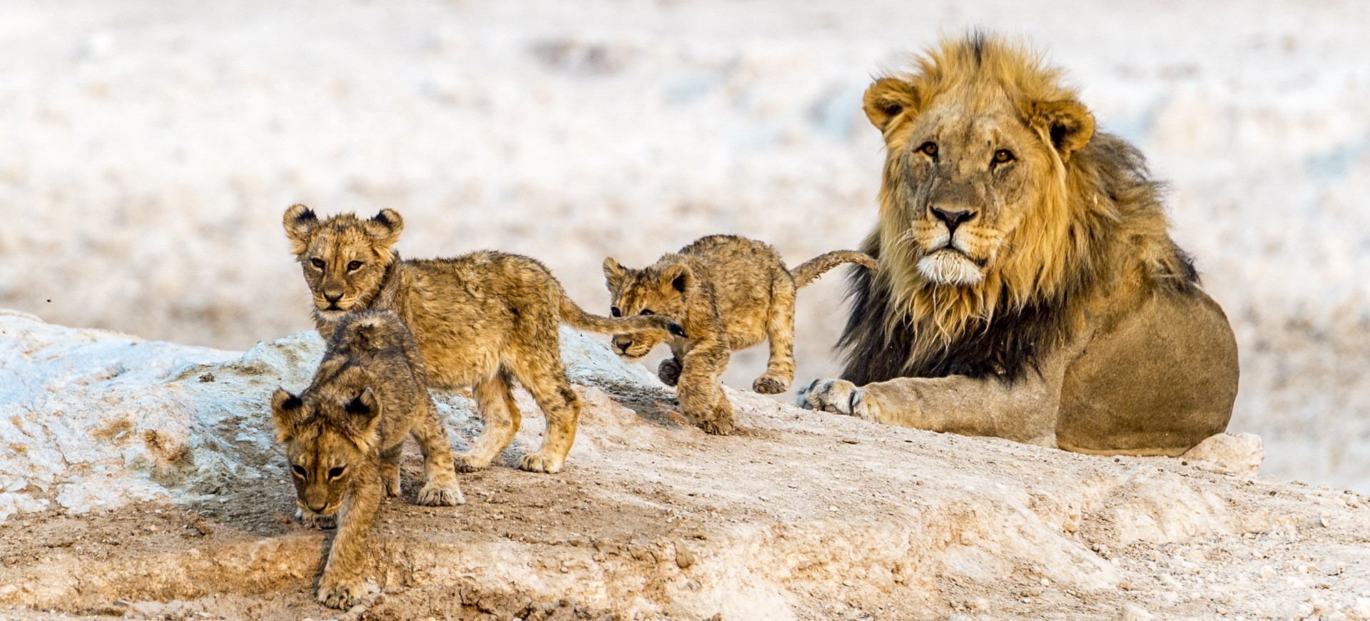 Namibie Parc national d'Etosha Famille de lions