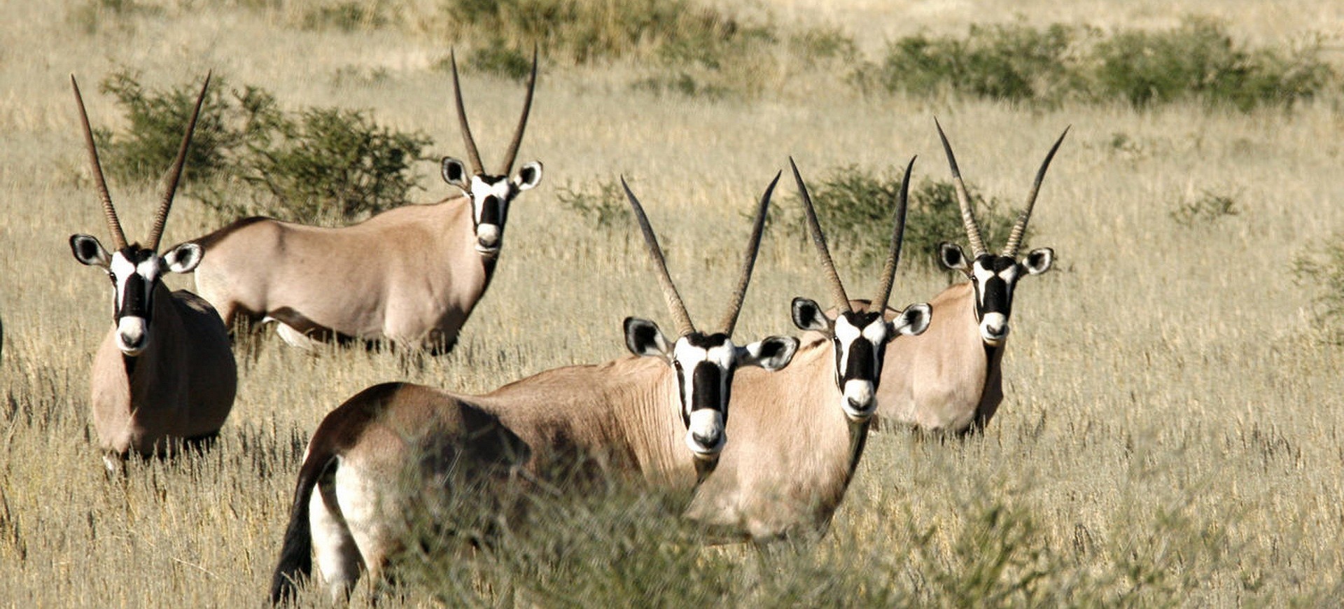 Namibie Parc national d'Etosha Gazelles