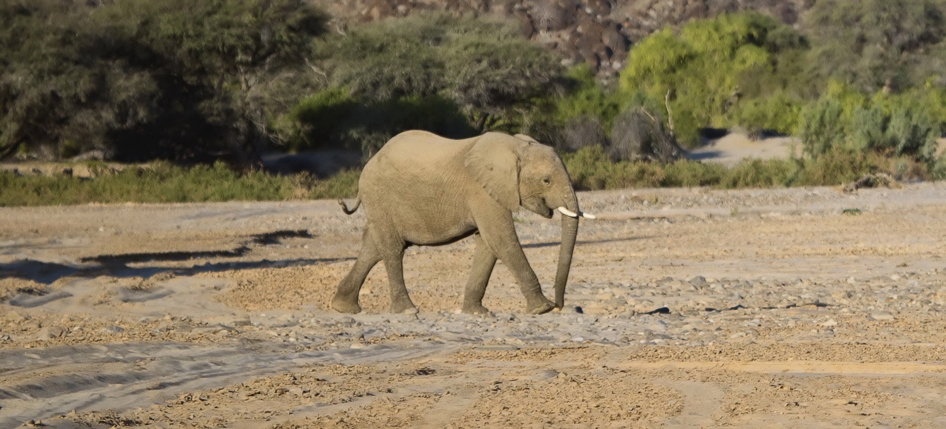 Namibie Damaraland Kunene Eléphants sauvages du désert