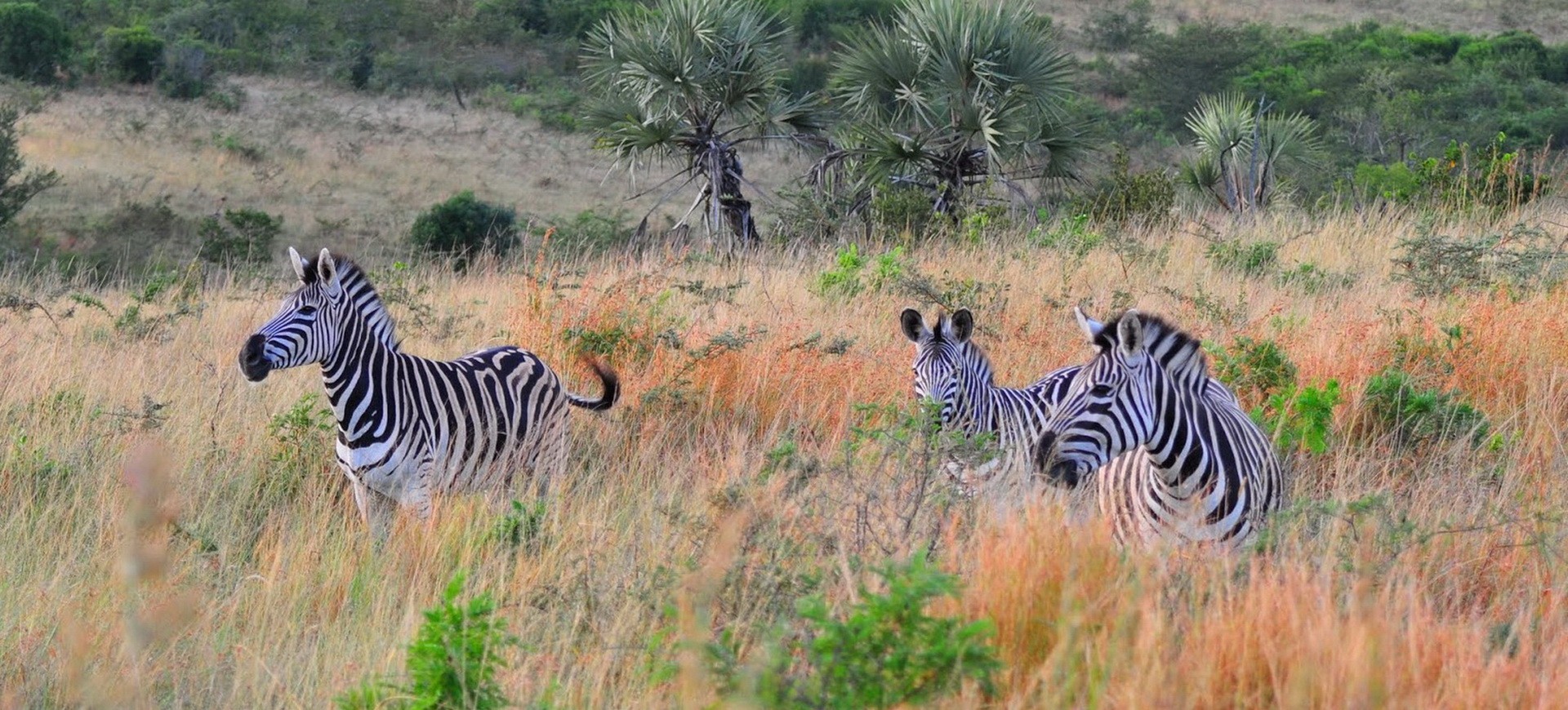Namibie Parc National d'Etosha Troupeau de Zèbres