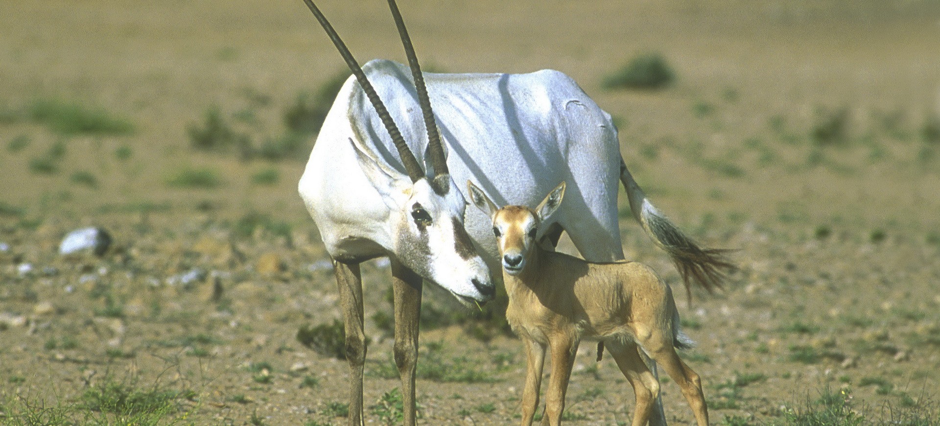 Oman Désert Réserve d'Oryx